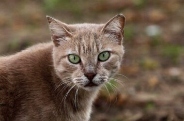 Tierärzte fordern bundesweite Kastrationspflicht für Katzen