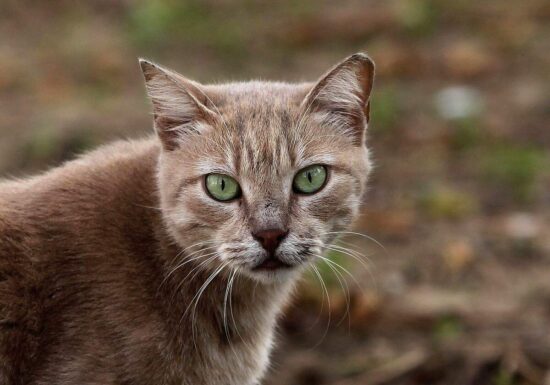 Tierärzte fordern bundesweite Kastrationspflicht für Katzen
