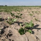 Bauernverband warnt vor Ernteausfällen