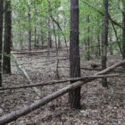 Waldbesitzer warnen vor zu viel Totholz