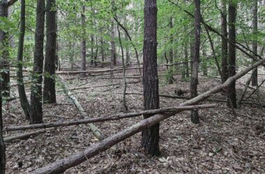 Waldbesitzer warnen vor zu viel Totholz