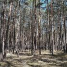 Städte- und Gemeindebund fordert mehr Geld für Waldbrandschutz