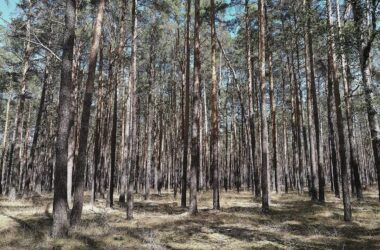 Städte- und Gemeindebund fordert mehr Geld für Waldbrandschutz