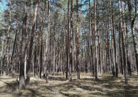 Städte- und Gemeindebund fordert mehr Geld für Waldbrandschutz