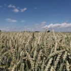 Raiffeisenverband: Hitze verursacht deutlichen Ernteverlust