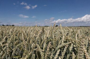 Raiffeisenverband: Hitze verursacht deutlichen Ernteverlust