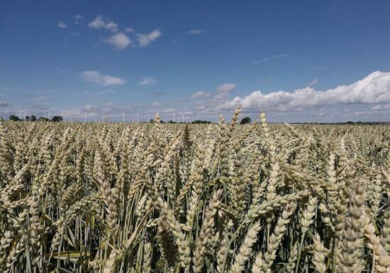 Raiffeisenverband: Hitze verursacht deutlichen Ernteverlust