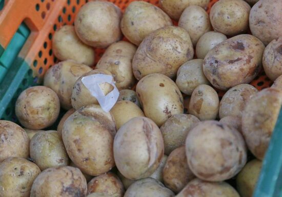 Kartoffelernte fällt dieses Jahr schwächer aus