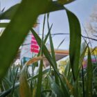 Ökonomen und Verbände uneins über Tankrabatt