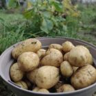 Niedrigere Ernte und deutliche Preissteigerungen bei Kartoffeln