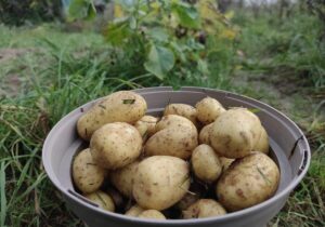 Niedrigere Ernte und deutliche Preissteigerungen bei Kartoffeln