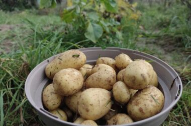 Niedrigere Ernte und deutliche Preissteigerungen bei Kartoffeln