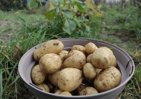 Niedrigere Ernte und deutliche Preissteigerungen bei Kartoffeln