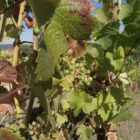 Unterdurchschnittliche Weinernte erwartet