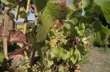 Unterdurchschnittliche Weinernte erwartet