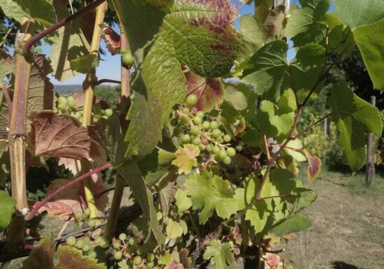 Unterdurchschnittliche Weinernte erwartet