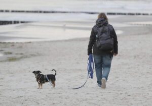 Einnahmen aus Hundesteuer stagnieren auf hohem Niveau