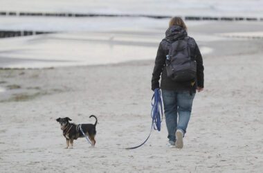 Einnahmen aus Hundesteuer stagnieren auf hohem Niveau