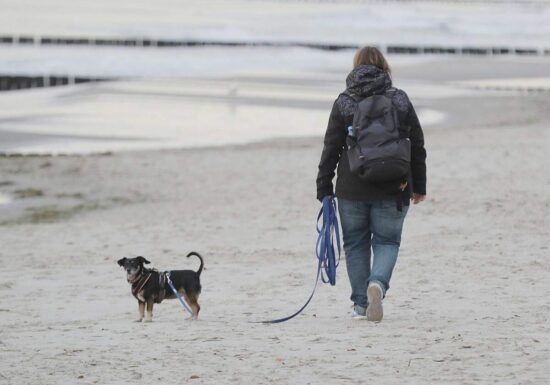 Einnahmen aus Hundesteuer stagnieren auf hohem Niveau